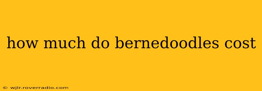 how much do bernedoodles cost