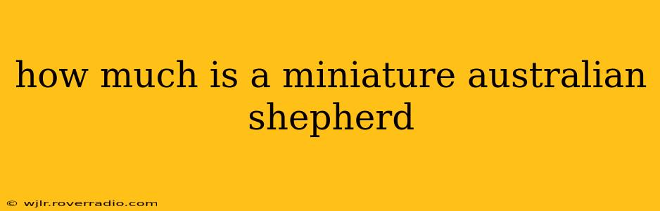 how much is a miniature australian shepherd