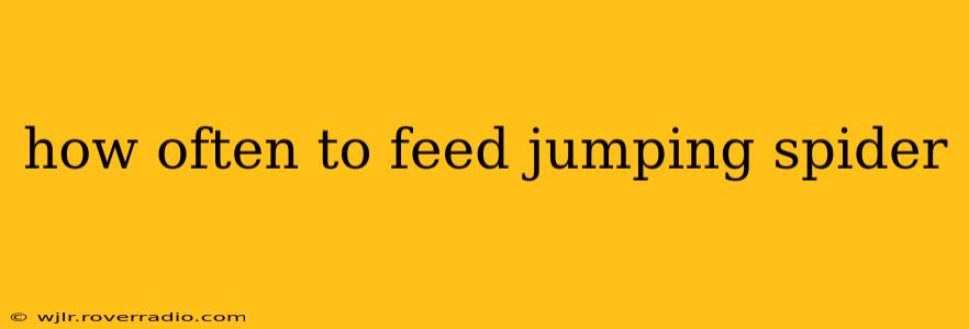 how often to feed jumping spider