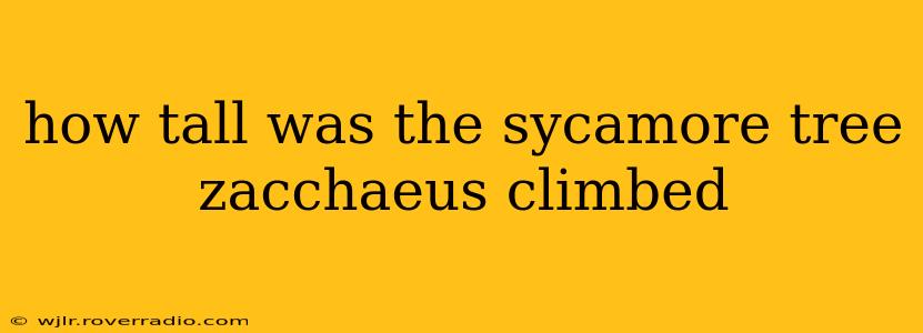 how tall was the sycamore tree zacchaeus climbed