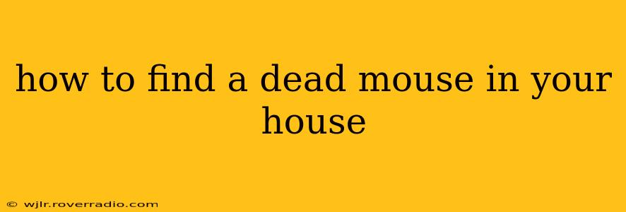 how to find a dead mouse in your house