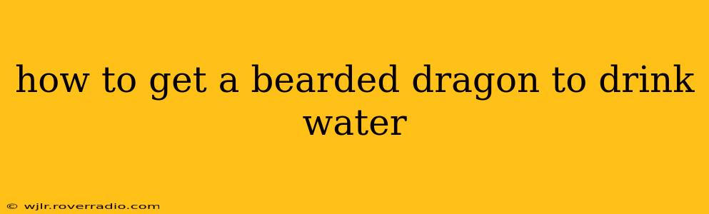 how to get a bearded dragon to drink water