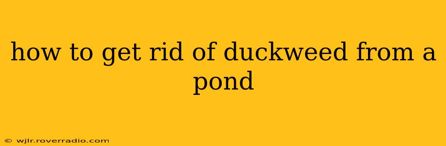 how to get rid of duckweed from a pond
