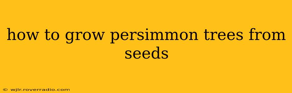 how to grow persimmon trees from seeds