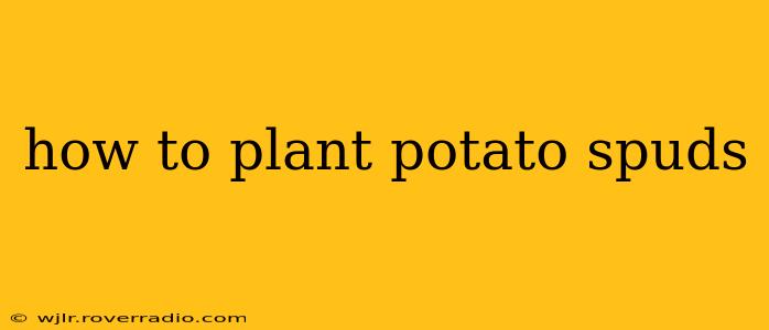 how to plant potato spuds