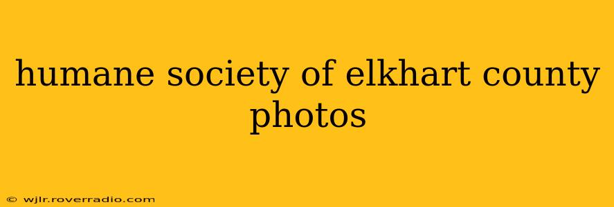 humane society of elkhart county photos