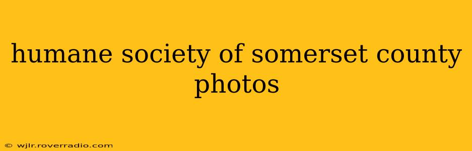 humane society of somerset county photos