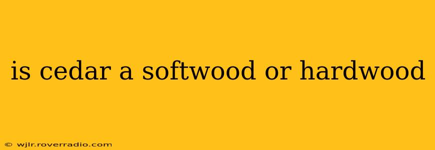 is cedar a softwood or hardwood