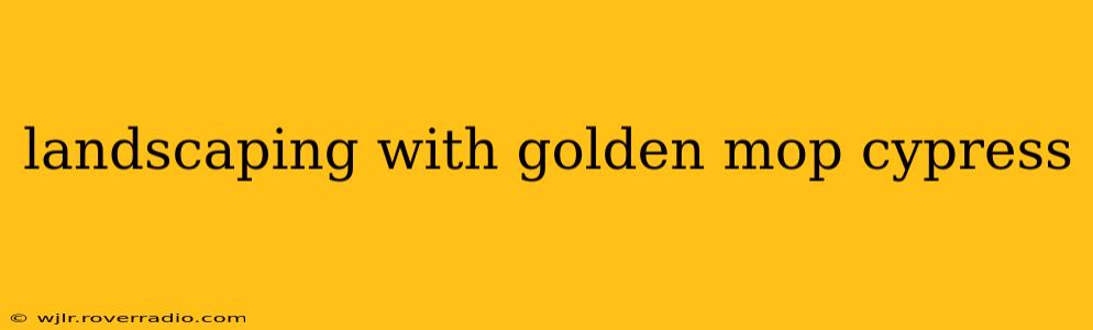 landscaping with golden mop cypress