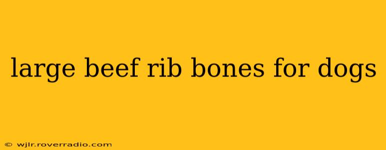 large beef rib bones for dogs