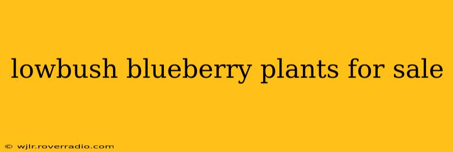 lowbush blueberry plants for sale