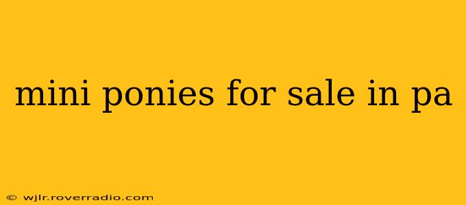 mini ponies for sale in pa