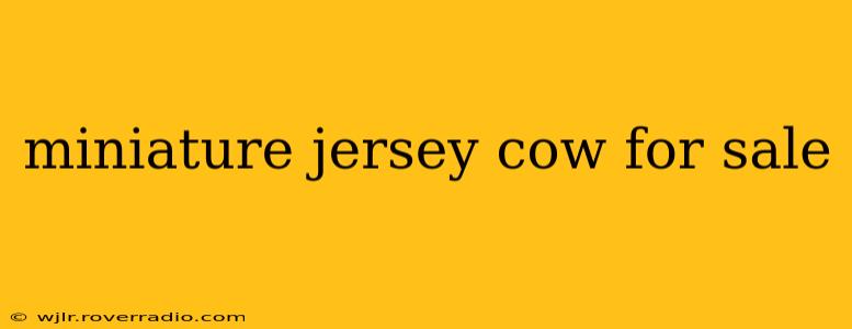 miniature jersey cow for sale