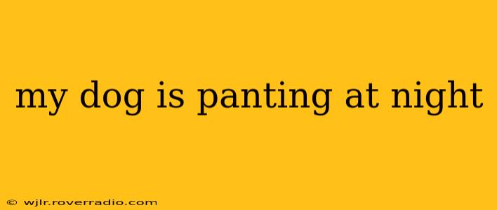 my dog is panting at night