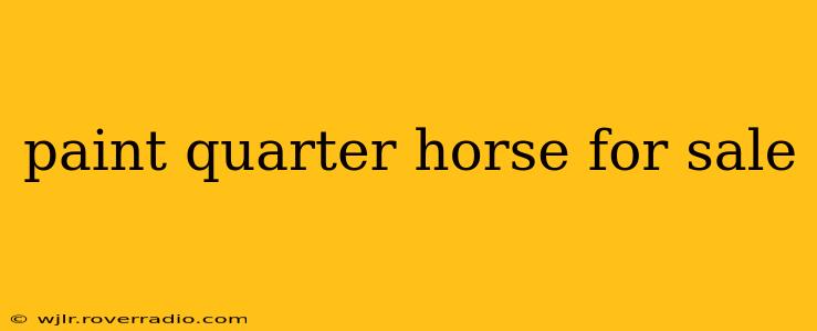 paint quarter horse for sale