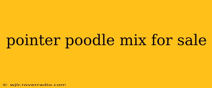 pointer poodle mix for sale