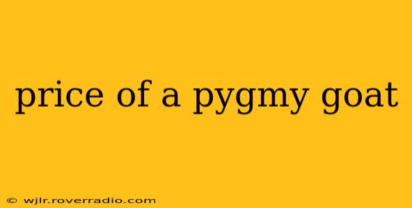 price of a pygmy goat
