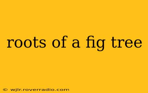 roots of a fig tree