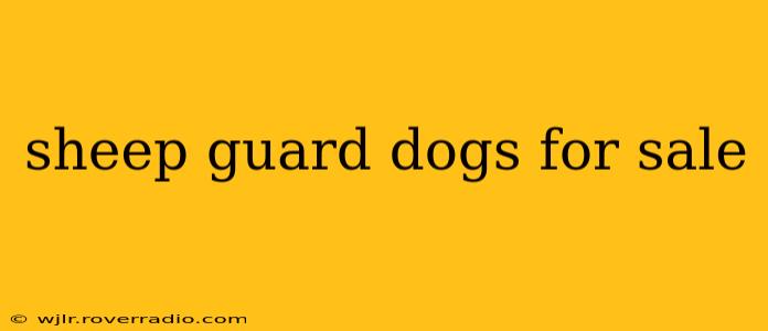 sheep guard dogs for sale