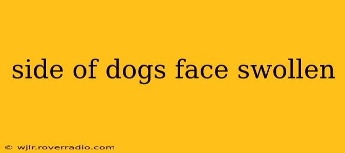 side of dogs face swollen