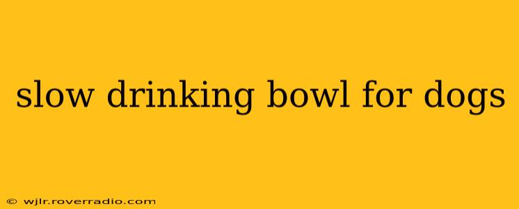 slow drinking bowl for dogs