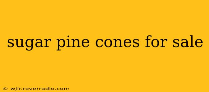 sugar pine cones for sale