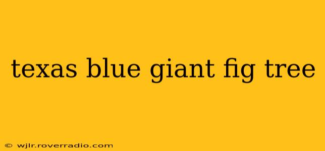 texas blue giant fig tree