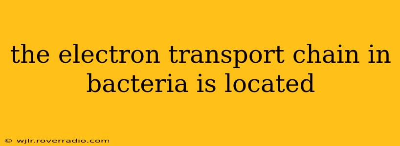 the electron transport chain in bacteria is located