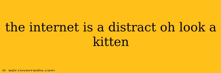 the internet is a distract oh look a kitten