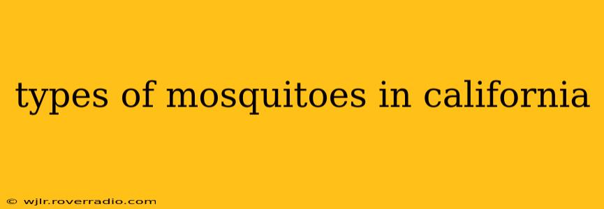 types of mosquitoes in california