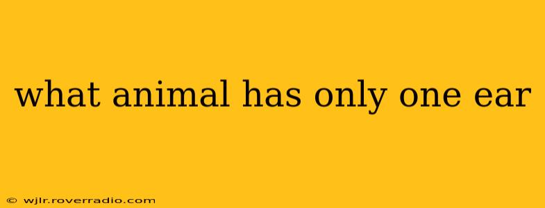 what animal has only one ear