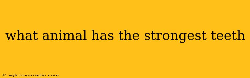 what animal has the strongest teeth
