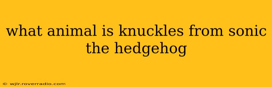 what animal is knuckles from sonic the hedgehog