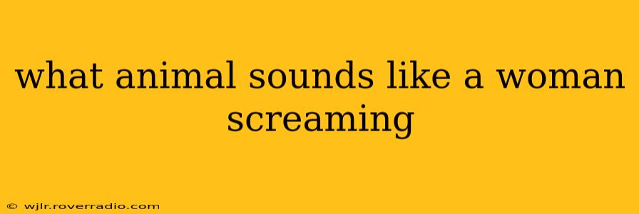 what animal sounds like a woman screaming