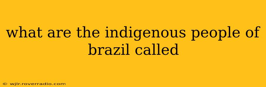 what are the indigenous people of brazil called