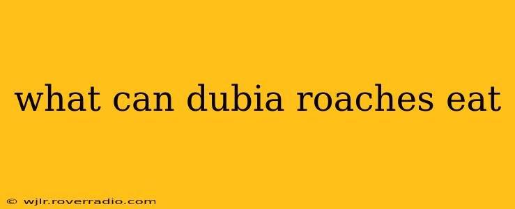what can dubia roaches eat