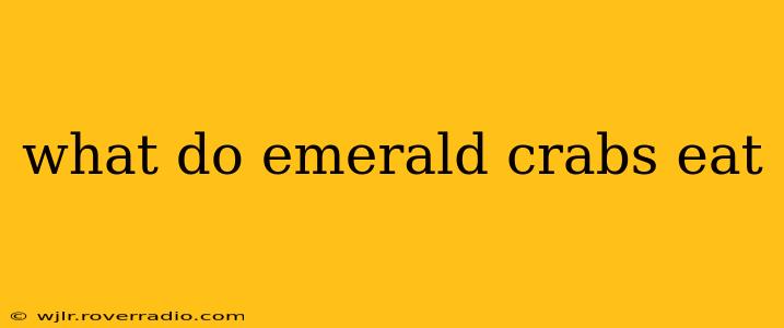 what do emerald crabs eat