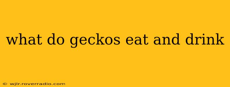 what do geckos eat and drink