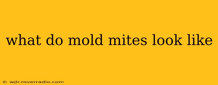 what do mold mites look like