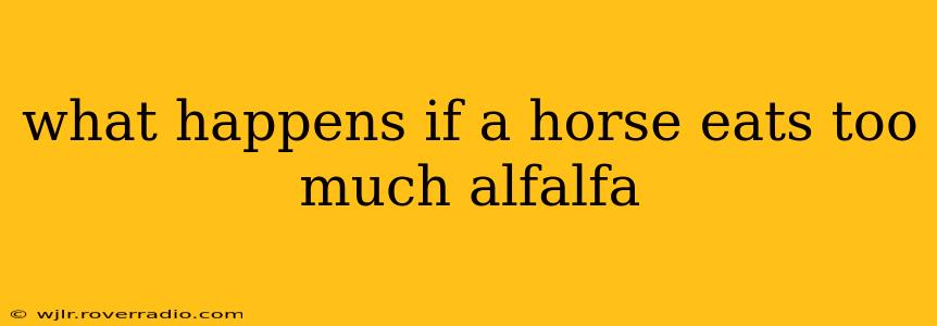 what happens if a horse eats too much alfalfa