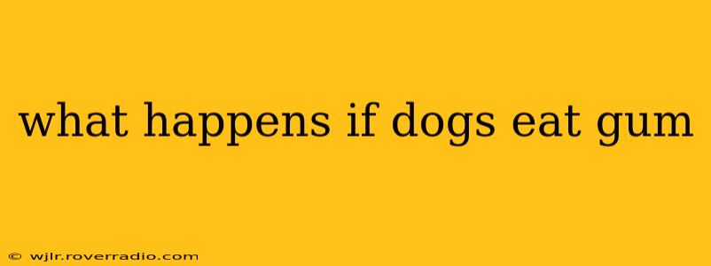 what happens if dogs eat gum