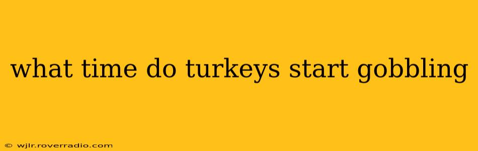 what time do turkeys start gobbling