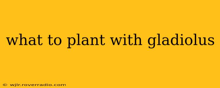 what to plant with gladiolus