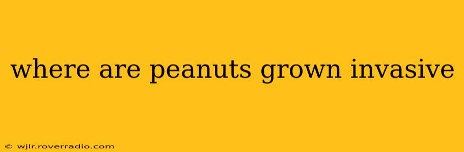 where are peanuts grown invasive