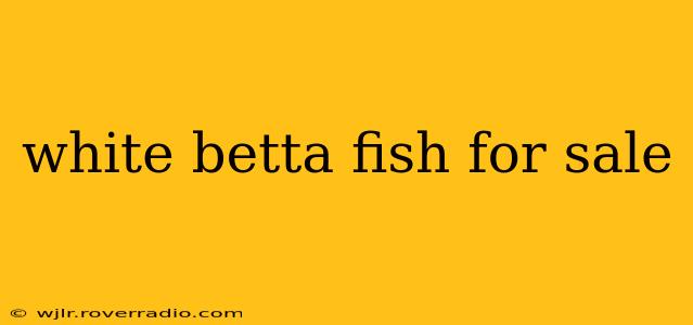 white betta fish for sale