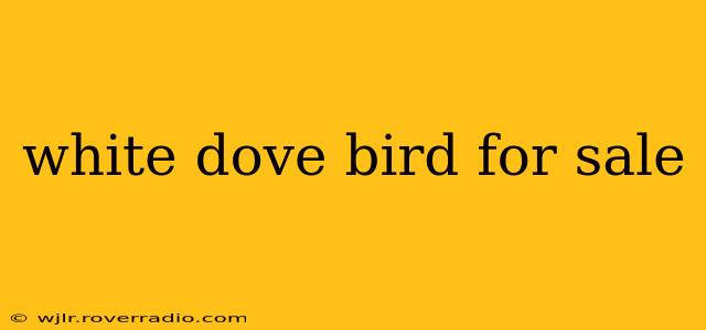 white dove bird for sale