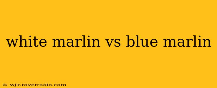 white marlin vs blue marlin