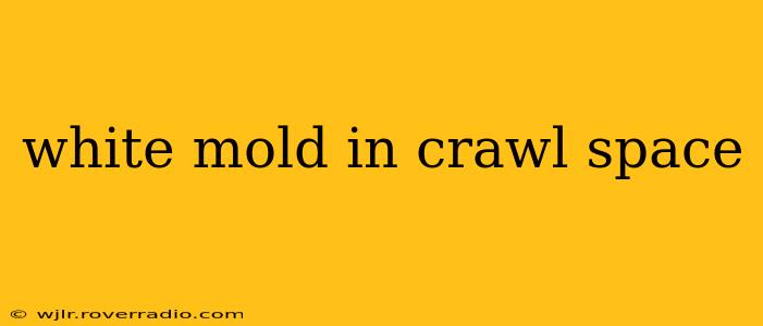 white mold in crawl space