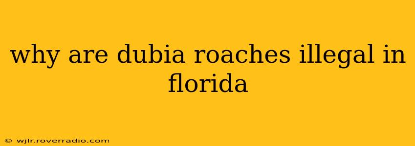 why are dubia roaches illegal in florida