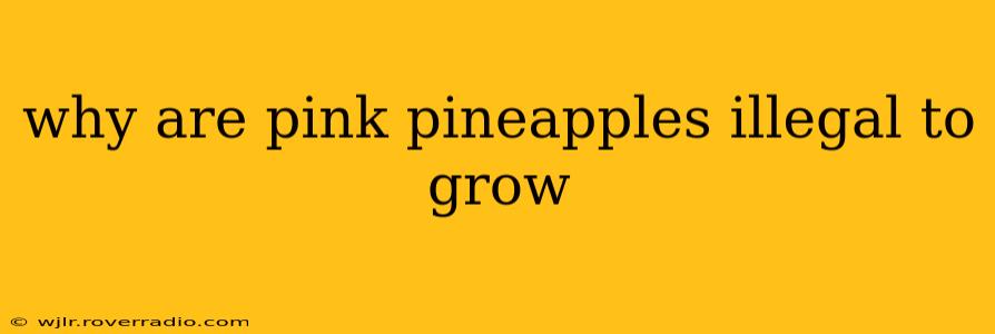 why are pink pineapples illegal to grow